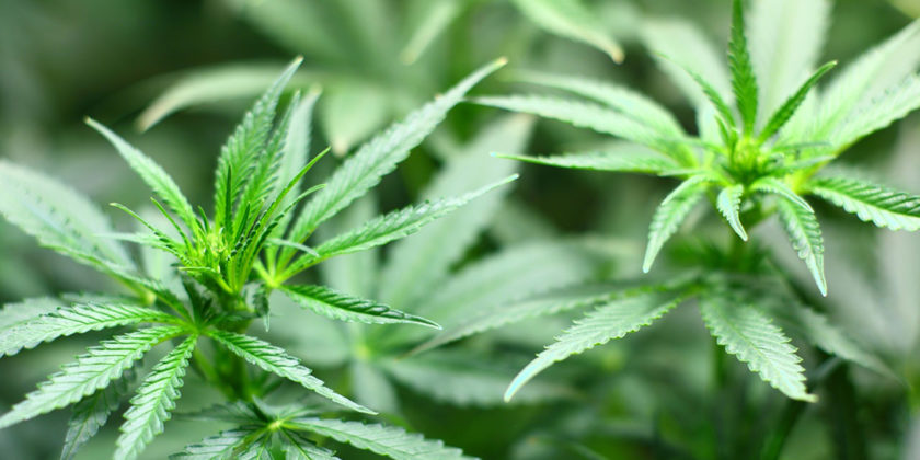 Dagga – Arrest Risk Remains