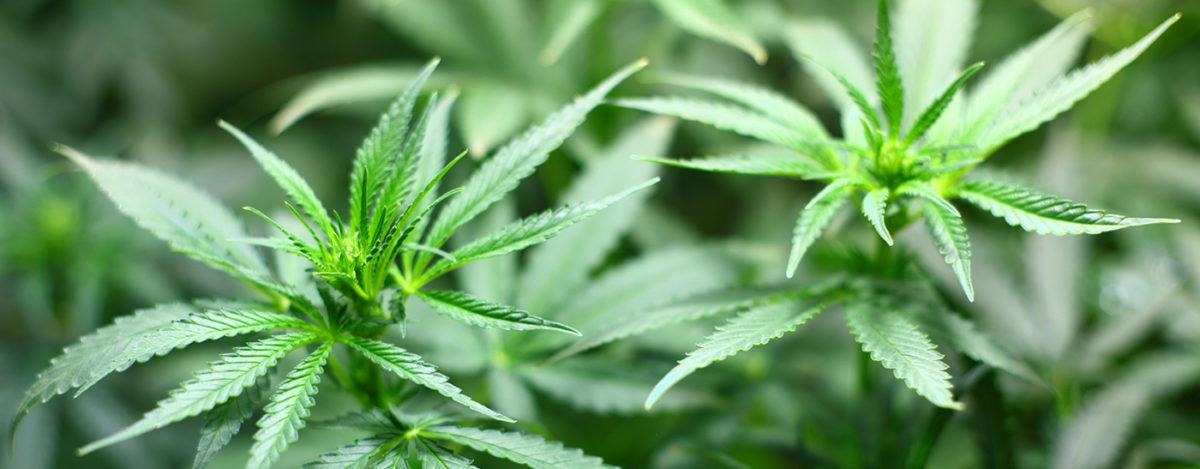 Dagga – Arrest Risk Remains