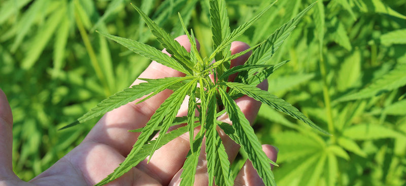 Dagga – Just How Legal is it Now?