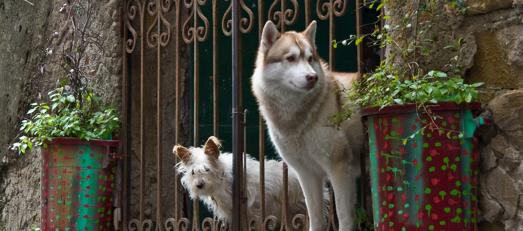 Can I Have Pets in a Residential Complex?