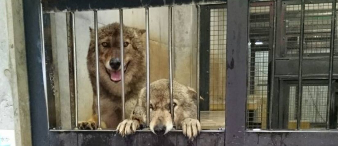 Barking Dogs Driving You Batty? Noisy Neighbours and the Interdict Option